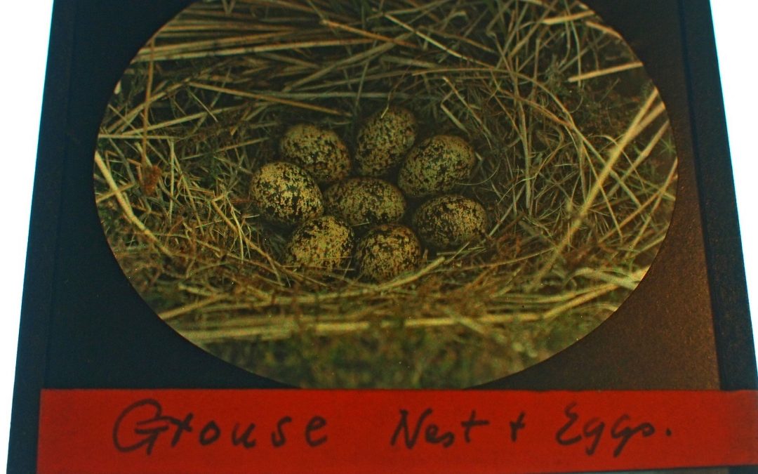 Grouse nest and Eggs Autochrome